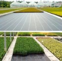 Agrotkanina czarna 1,1x100m UV 135g antychwastowa agrowłóknina + kotwy